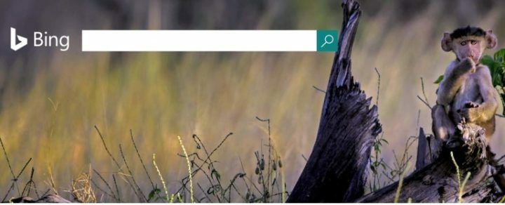 Microsoft käivitab oma otsingumootori täiustamiseks programmi Bing Insider