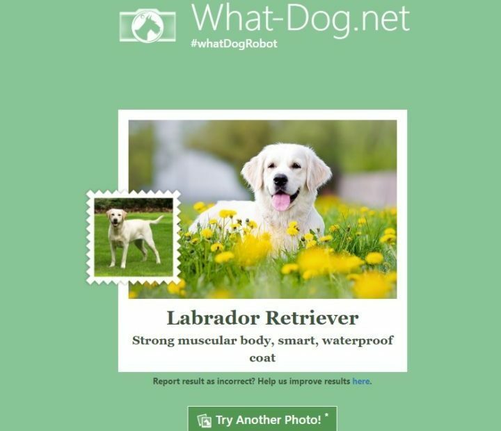 Извличане на Microsoft! приложението разпознава кучетата и ги класифицира по порода